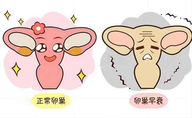 卵巢越好-脸蛋越美