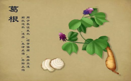 葛根泡水喝有哪些好处？禁忌和注意事项？